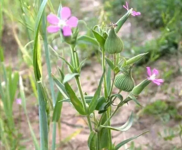 面條圖片大全，野生面條菜圖片？