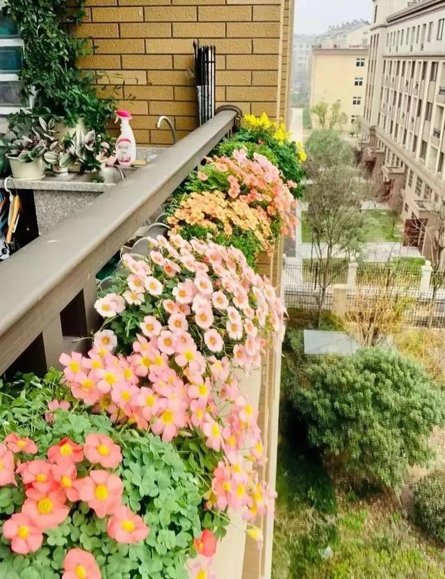 鬧羊花多少錢一斤，鬧羊花多少錢一公斤？