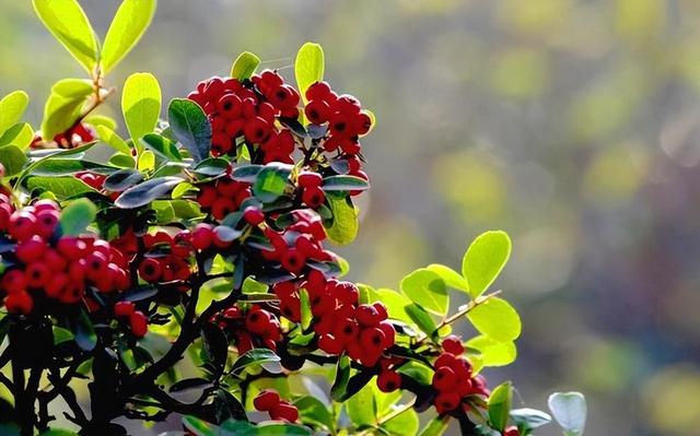 哪里有火棘苗生產(chǎn)基地，哪里有火棘苗生產(chǎn)基地賣？
