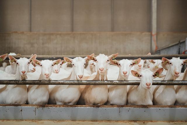 育肥羊飼料批發(fā)廠家，育肥羊飼料批發(fā)廠家電話？