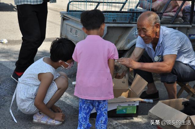 買小狗10元一只小型的，批發(fā)買小狗10元一只