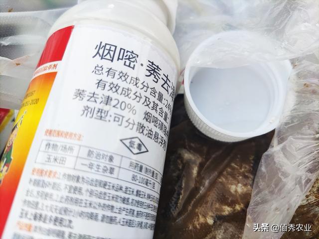 供應批發(fā)蘆葦種苗廠家直銷，供應批發(fā)蘆葦種苗廠家聯(lián)系電話