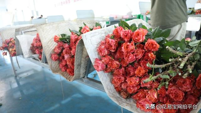 溫州批發(fā)鮮花去哪里進(jìn)貨，批發(fā)鮮花去哪里進(jìn)貨固鎮(zhèn)