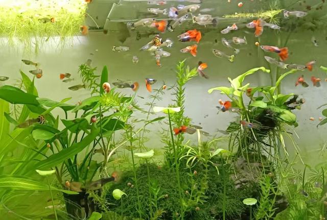 汕頭批發(fā)觀賞魚市場(chǎng)，汕頭賣魚去哪里批發(fā)？