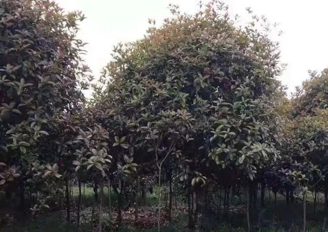 園林綠化樹苗批發(fā)價(jià)格，園林綠化樹苗批發(fā)價(jià)格表？
