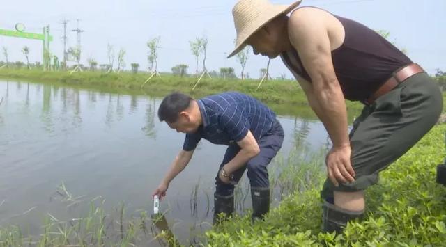 龍蝦苗批發(fā)蝦苗基地，蝦苗批發(fā)價格？