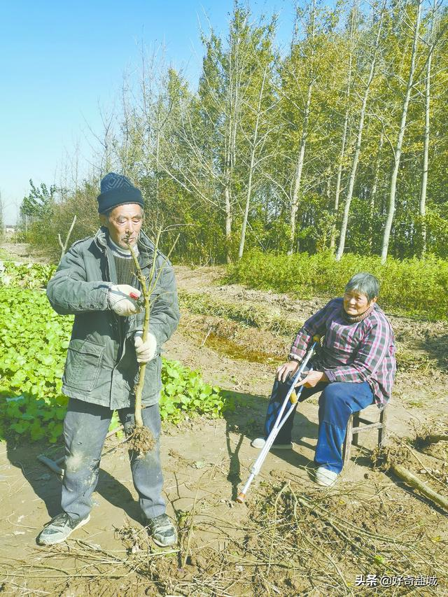 果樹苗批發(fā)基地三年苗各種苗大全櫻花，果樹苗批發(fā)基地三年苗各種苗大全廣西靈山？