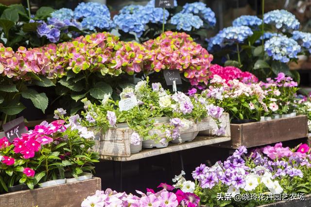 附近綠植批發(fā)基地電話，綠植批發(fā)基地在哪？