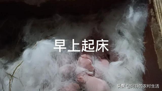 兔子幾塊錢一只，哪里有賣兔子的多少錢一只？