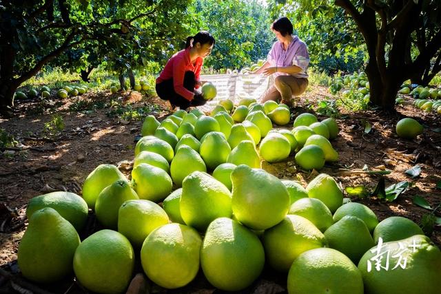 柚子聯(lián)盟代理平臺，柚子聯(lián)盟代理平臺官網(wǎng)？