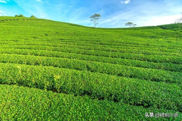 賣茶葉在抖音里算什么領(lǐng)域，抖音茶葉銷售第一？