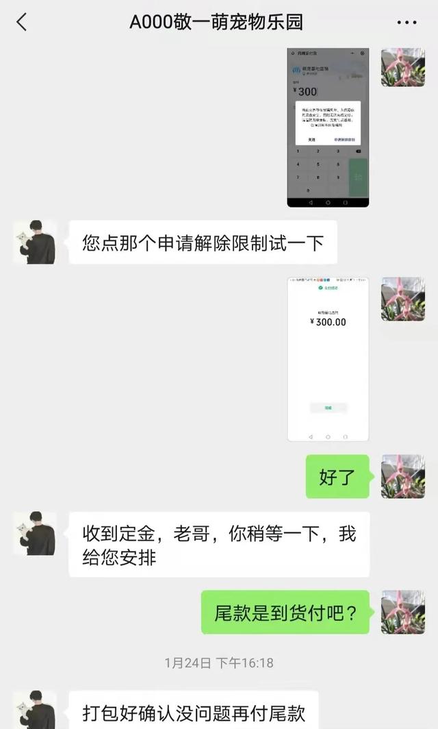 淘寶寵物狗貨源怎么找的，淘寶寵物狗貨源怎么找不到？