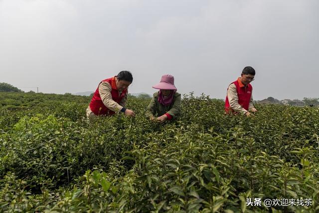 我想開(kāi)茶葉店貨源怎么找，賣(mài)茶葉怎么找客源？