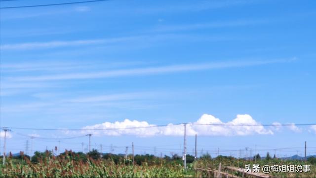 梅子熟了淘寶店簡介，開扒梅子熟了淘寶店？