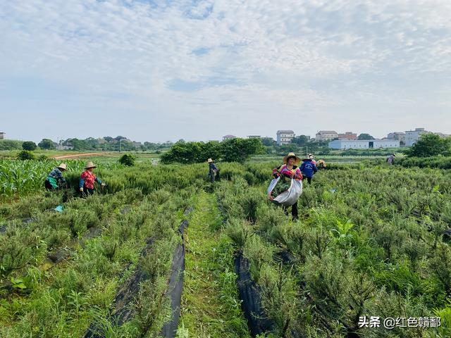 迷迭香又有銷路了