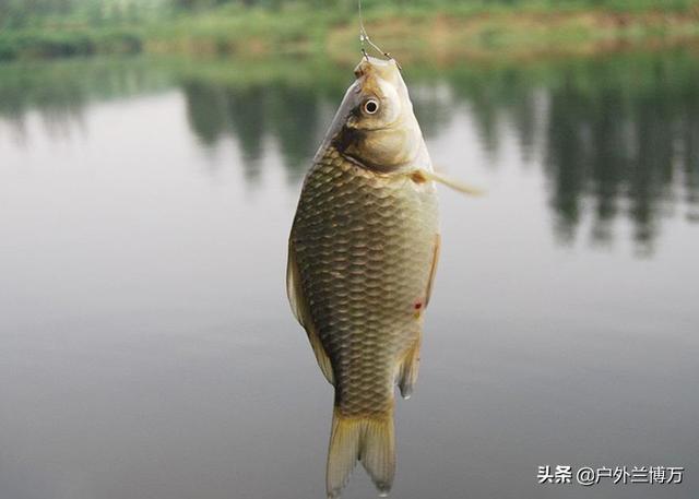 拼多多買魚餌料可靠嗎，拼多多上魚餌是不是正品？