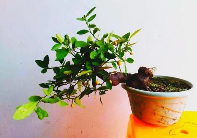 淘寶拼多多熱銷金豆花貨源拿貨是真的嗎，淘寶拼多多熱銷金豆花貨源拿貨是真的嗎安全嗎？
