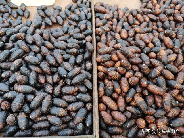 膠東見聞過年吃的“蛹”，你家已經(jīng)準(zhǔn)備好了么？