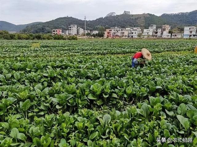 淘寶拼多多熱銷(xiāo)脫水菜芯貨源拿貨是真的嗎，淘寶拼多多熱銷(xiāo)脫水菜芯貨源拿貨是真的嗎還是假的？