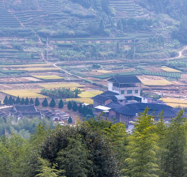 土樓茗茶是什么茶類，福建土樓茗茶是什么茶？