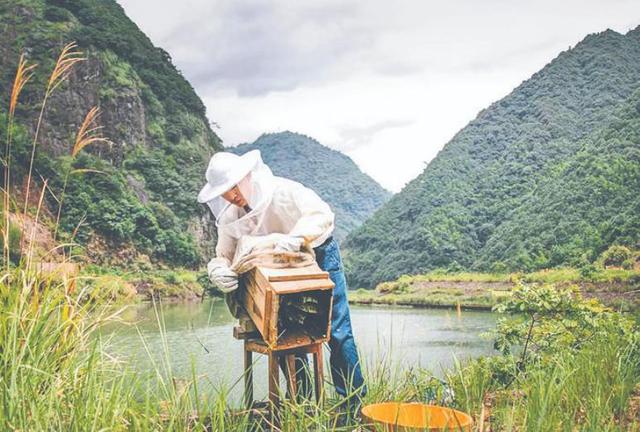 蜂蜜批發(fā)一手貨源，蜂蜜批發(fā)代理？